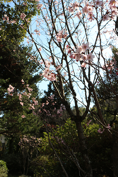 「アイズピリをめぐる人々 第一章:画廊と出会い、共に歩んだ時代」が始まりました